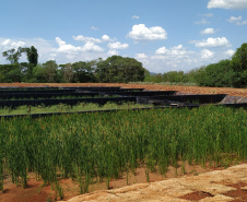 Sanepar implanta solução baseada na natureza para tratar lodo de esgoto de Santa Helena