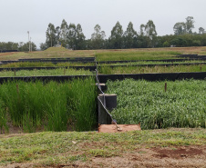 Sanepar implanta solução baseada na natureza para tratar lodo de esgoto de Santa Helena