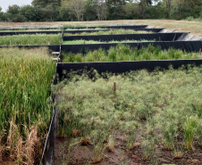 Sanepar implanta solução baseada na natureza para tratar lodo de esgoto de Santa Helena