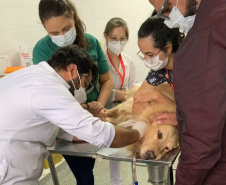 Laboratório especializado em transfusão de sangue em cães e gatos pede novos doadores
