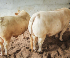 IDR-Paraná e associação de criadores realizam exposição da raça Purunã no Show Rural