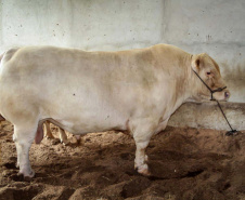 IDR-Paraná e associação de criadores realizam exposição da raça Purunã no Show Rural