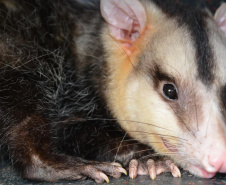 Animais Silvestres