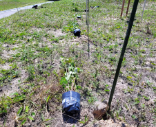 Projeto do IAT em parceria com a prefeitura de Pontal do Paraná recuperou uma área de 350 metros quadrados de restinga