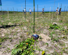 Projeto do IAT em parceria com a prefeitura de Pontal do Paraná recuperou uma área de 350 metros quadrados de restinga