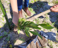 Projeto do IAT em parceria com a prefeitura de Pontal do Paraná recuperou uma área de 350 metros quadrados de restinga