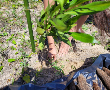 Projeto do IAT em parceria com a prefeitura de Pontal do Paraná recuperou uma área de 350 metros quadrados de restinga