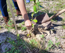 Projeto do IAT em parceria com a prefeitura de Pontal do Paraná recuperou uma área de 350 metros quadrados de restinga