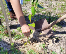 Projeto do IAT em parceria com a prefeitura de Pontal do Paraná recuperou uma área de 350 metros quadrados de restinga