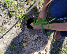 Projeto do IAT em parceria com a prefeitura de Pontal do Paraná recuperou uma área de 350 metros quadrados de restinga