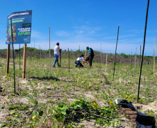 Projeto do IAT em parceria com a prefeitura de Pontal do Paraná recuperou uma área de 350 metros quadrados de restinga