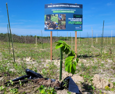 Projeto do IAT em parceria com a prefeitura de Pontal do Paraná recuperou uma área de 350 metros quadrados de restinga