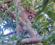 Captura da onça parda mobilizou técnicos do Instituto Água e Terra (IAT), militares do Batalhão de Polícia Ambiental-Força Verde (BPAmb-FV) e um médico veterinário anestesista. Animal é um macho com 36 quilos, jovem e saudável. PR