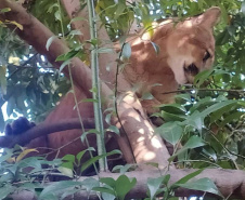 Captura da onça parda mobilizou técnicos do Instituto Água e Terra (IAT), militares do Batalhão de Polícia Ambiental-Força Verde (BPAmb-FV) e um médico veterinário anestesista. Animal é um macho com 36 quilos, jovem e saudável. PR