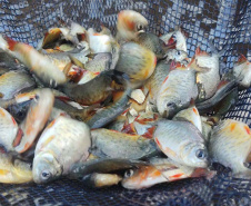 Paraná lidera produção e exportação nacional de carne de peixe