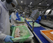 Paraná liderou produção nacional de frangos em 2022; abate de suínos também cresceu