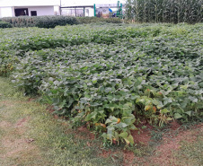 Vânia Moda Cirino é responsável técnica pelo desenvolvimento de mais de 38 cultivares de feijão, trabalho que contribui com os pequenos produtores e para a segurança alimentar da população. Na foto,  nova cultivares de feijão do IDR-Paraná foram destaque no Show Rural