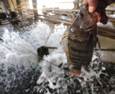 Paraná lidera produção e exportação nacional de carne de peixe