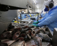 Paraná lidera produção e exportação nacional de carne de peixe