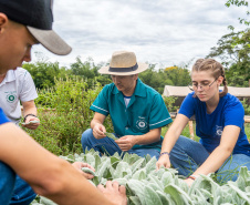  Educação aumenta alimentos orgânicos na merenda e ensina prática nas escolas