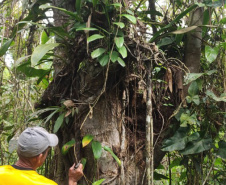 Com foco na preservação ambiental e cultural, IAT permite exploração da Caxeta por fandangueiros