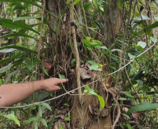 Com foco na preservação ambiental e cultural, IAT permite exploração da Caxeta por fandangueiros