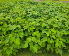 Vânia Moda Cirino é responsável técnica pelo desenvolvimento de mais de 38 cultivares de feijão, trabalho que contribui com os pequenos produtores e para a segurança alimentar da população. Na foto,  nova cultivares de feijão do IDR-Paraná foram destaque no Show Rural