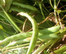 Vânia Moda Cirino é responsável técnica pelo desenvolvimento de mais de 38 cultivares de feijão, trabalho que contribui com os pequenos produtores e para a segurança alimentar da população. Na foto,  nova cultivares de feijão do IDR-Paraná foram destaque no Show Rural