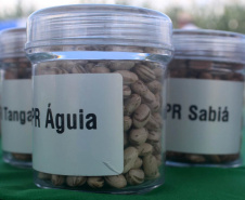 Vânia Moda Cirino é responsável técnica pelo desenvolvimento de mais de 38 cultivares de feijão, trabalho que contribui com os pequenos produtores e para a segurança alimentar da população. Na foto,  nova cultivares de feijão do IDR-Paraná foram destaque no Show Rural