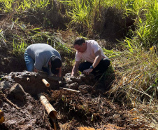 Regionais do IAT plantaram cerca de 18 mil mudas em diferentes localidades do Estado para recuperar matas ciliares