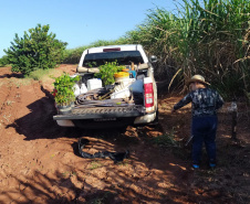 Regionais do IAT plantaram cerca de 18 mil mudas em diferentes localidades do Estado para recuperar matas ciliares