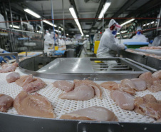 Paraná liderou produção nacional de frangos em 2022; abate de suínos também cresceu