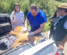 Equipe do IAT resgata lobo-guará atropelado em rodovia dos Campos Gerais