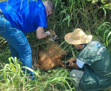 Equipe do IAT resgata lobo-guará atropelado em rodovia dos Campos Gerais