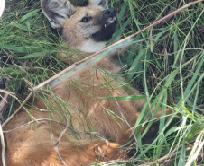 Equipe do IAT resgata lobo-guará atropelado em rodovia dos Campos Gerais