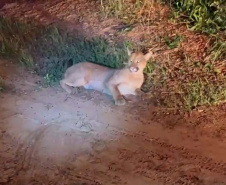 Captura da onça parda mobilizou técnicos do Instituto Água e Terra (IAT), militares do Batalhão de Polícia Ambiental-Força Verde (BPAmb-FV) e um médico veterinário anestesista. Animal é um macho com 36 quilos, jovem e saudável. PR