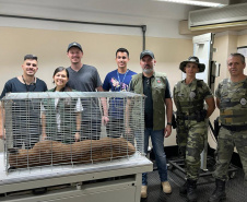 Captura da onça parda mobilizou técnicos do Instituto Água e Terra (IAT), militares do Batalhão de Polícia Ambiental-Força Verde (BPAmb-FV) e um médico veterinário anestesista. Animal é um macho com 36 quilos, jovem e saudável.