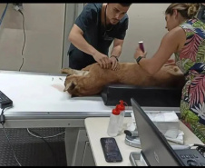 Captura da onça parda mobilizou técnicos do Instituto Água e Terra (IAT), militares do Batalhão de Polícia Ambiental-Força Verde (BPAmb-FV) e um médico veterinário anestesista. Animal é um macho com 36 quilos, jovem e saudável.