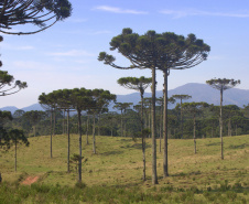 A colheita, venda, transporte e armazenamento do pinhão estão liberados no Paraná a partir deste sábado, 1º de abril. IAT alerta para a necessidade de semente da Araucária estar madura para ser comercializada