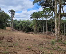 Desmatamento Quitandinha