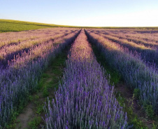 Rota da Lavanda