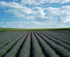 Rota da Lavanda