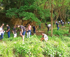 IAT vai plantar 18 mil mudas de espécies nativas em nascentes de rios do Paraná