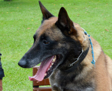 1ª Cãominhada das Forças Policiais