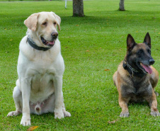 1ª Cãominhada das Forças Policiais