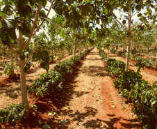 Arborização protege cafezais contra geadas