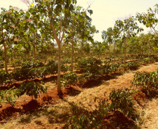 Arborização protege cafezais contra geadas