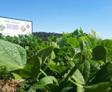 Lançamento do Feijão IPR Águia, em Ponta Grossa