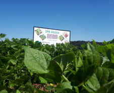 Lançamento do Feijão IPR Águia, em Ponta Grossa