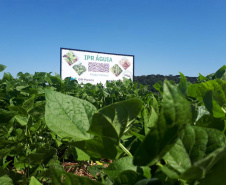 Lançamento do Feijão IPR Águia, em Ponta Grossa